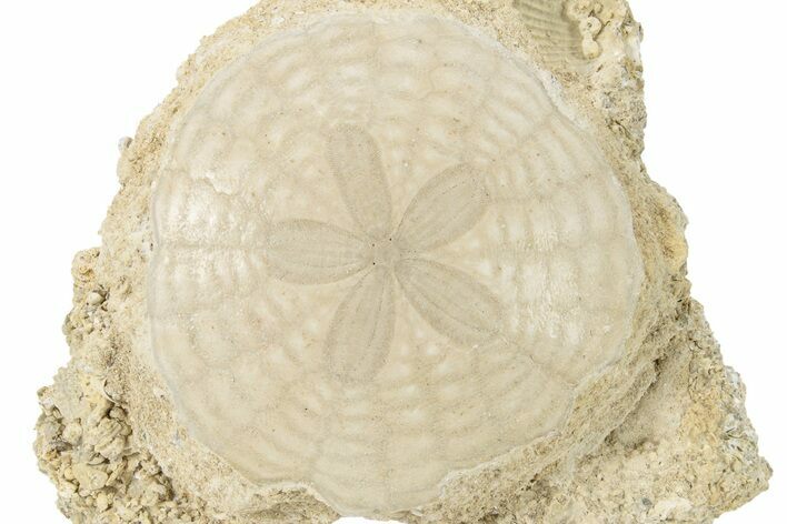 Fossil Sand Dollar (Scutella) - France #227710